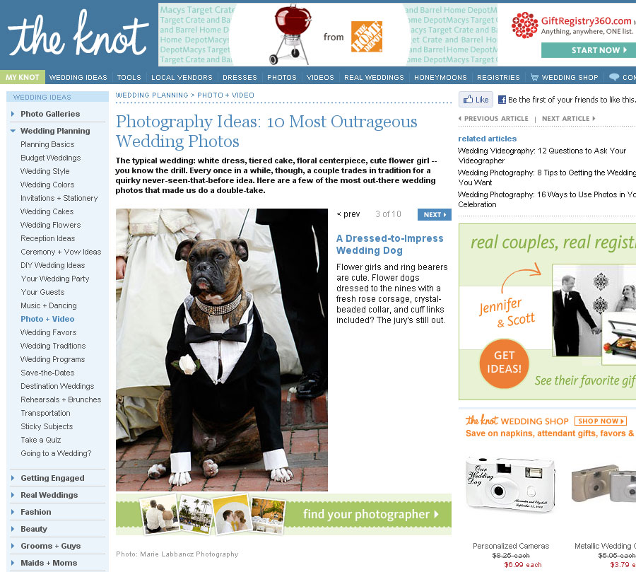weddingdog1.jpg